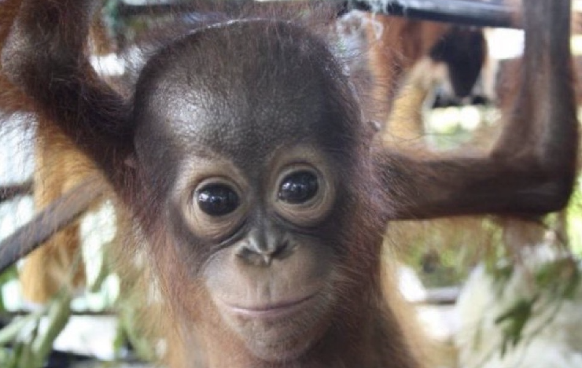 monkey